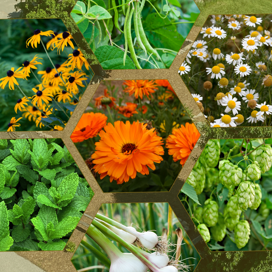 MoD Garden Tour: Summer Blooms - 5 Sep 2026