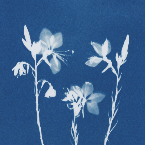 MoD Masterclass: Cyanotype Prints with Jo Thomson - 12 Sep 2026