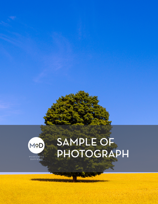 Maple Tree in Field by Jim Craigmyle (Framed Print)