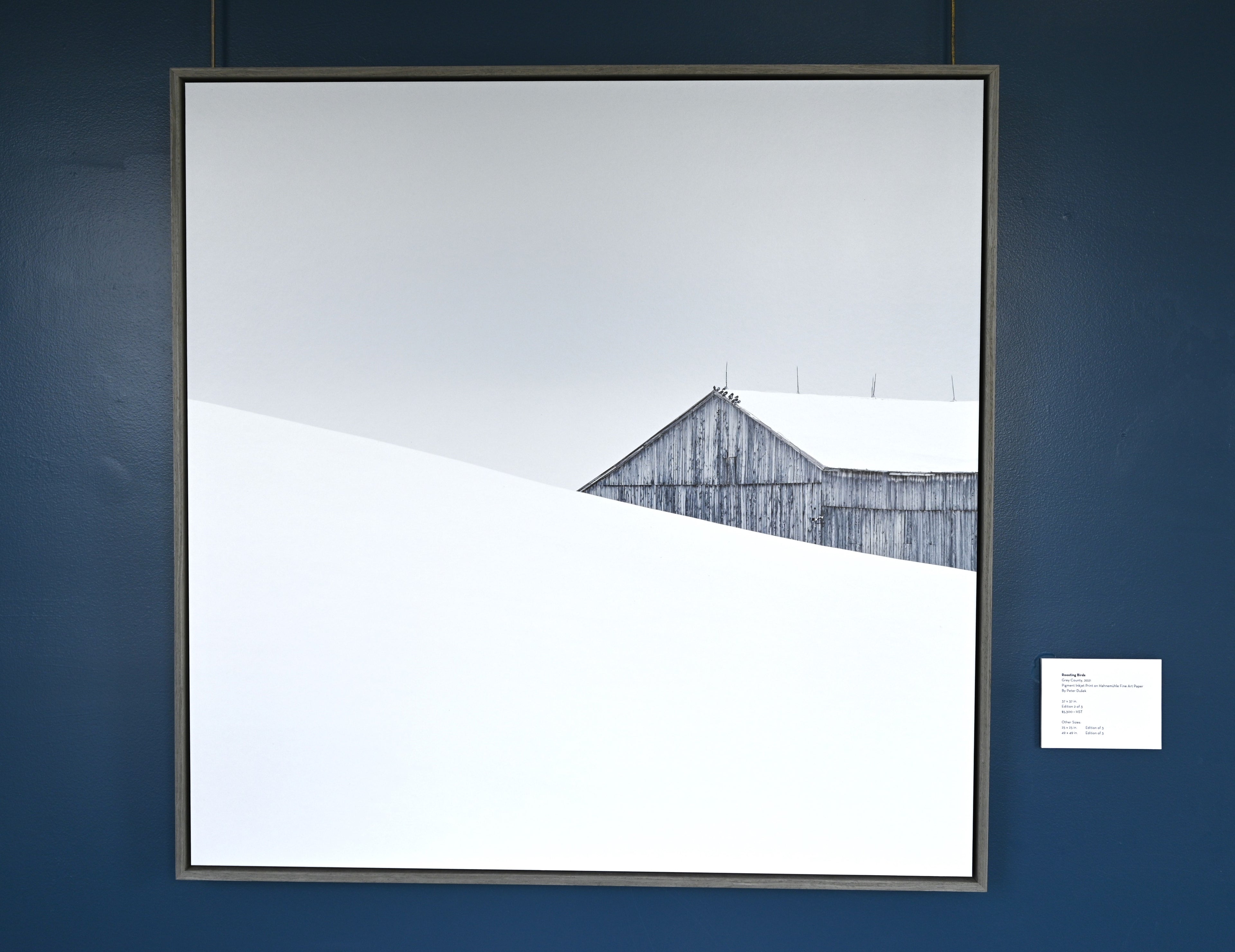 Roosting Birds by Peter Dušek