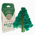 Crystal Growing Balsam Fir