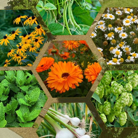 MoD Garden Tour: Summer Blooms - 5 Sep 2026